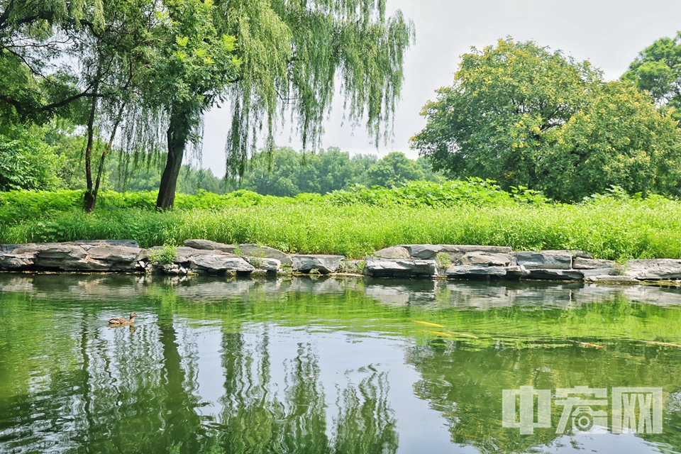 7月22日大暑節(jié)氣，京城迎來一年中最酷熱的時節(jié)。在圓明園遺址公園，千畝荷塘卻迎來一年中最絢爛的綻放期，為炎炎盛夏注入沁人心脾的清涼詩意。陳碩 攝