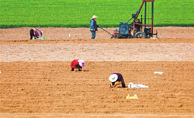 4月10日，武陟县北郭乡索余会村，农民正在种植怀山药。近年来，该县在实现粮食连年增产的基础上，引导农民因地制宜发展怀山药、怀地黄、怀菊花、怀牛膝等特色种植产业，带动增收。　王琳锋　摄