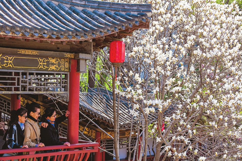 3月28日，太原碑林公园，游客在欣赏盛开的玉兰花。近日，公园内玉兰花盛放，与古建碑刻相互映衬，构成一幅充满诗意的春日画卷。（记者 李兆民 摄）