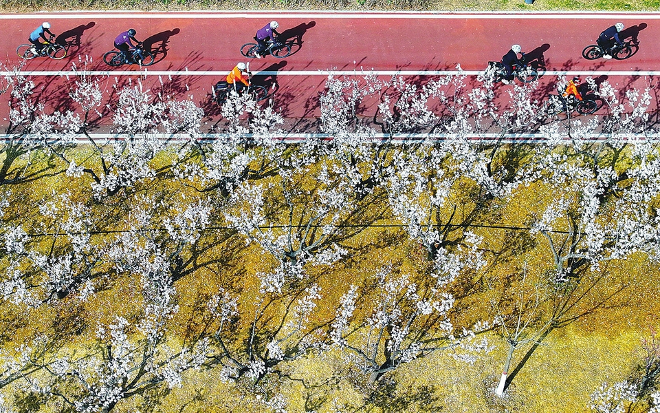 4月7日，太原汾河公园，自行车道蜿蜒穿梭于盛放的花树间，骑行者身着亮色服饰，头戴头盔，沿车道畅快穿行，身影与花影、树影交织，构成一幅动静交融的活力图景。（记者 刘通 摄）